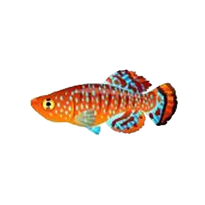 Orange Seed Kilifish